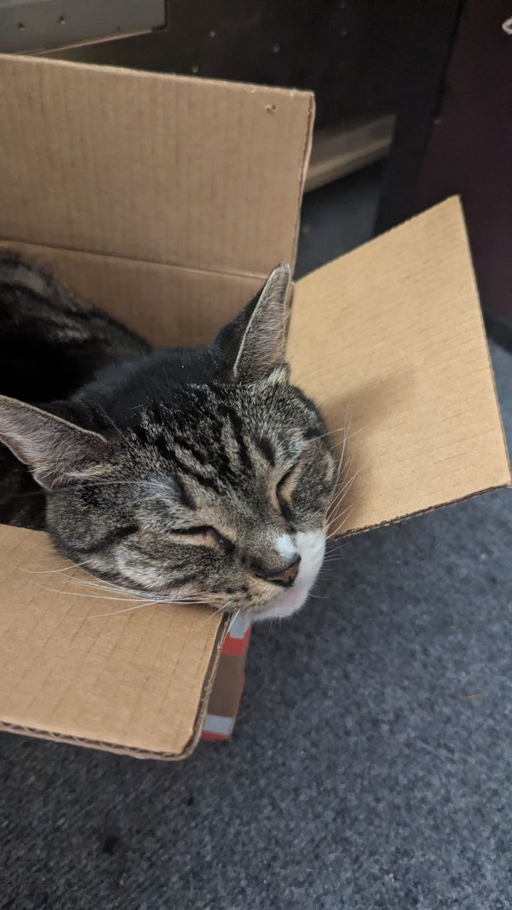 Annie, sleeping in the DigiKey box as happy as can be.