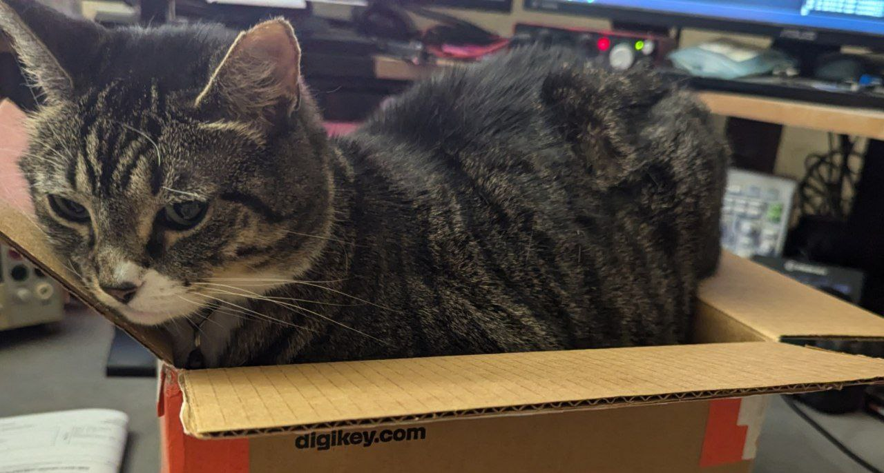 Annie sitting in the freshly opened DigiKey box